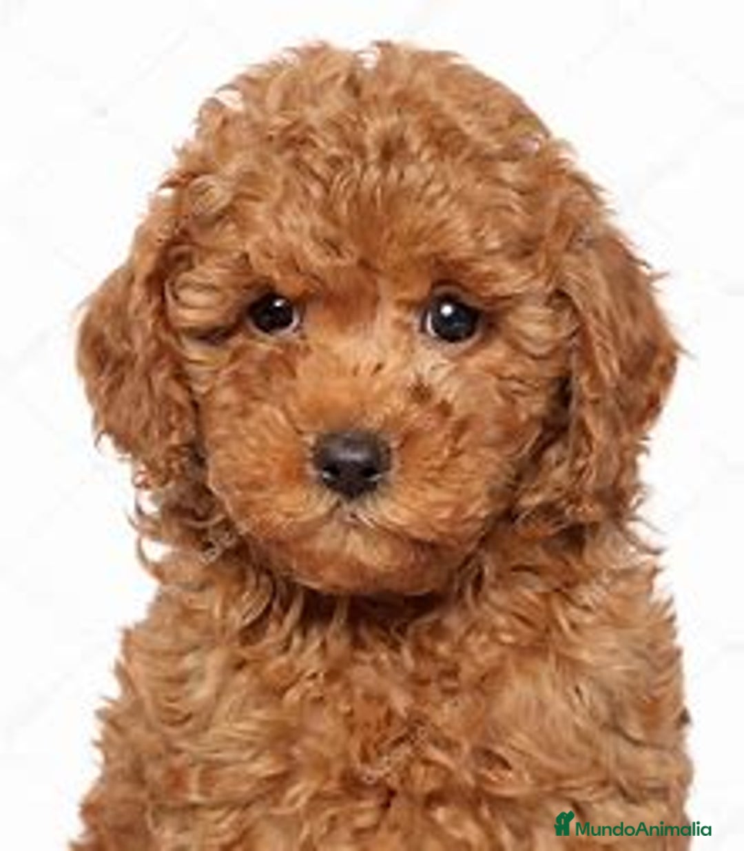 Caniche Toy perros en venta: Preciosos caniche disponibles ✨ - Imagen 1