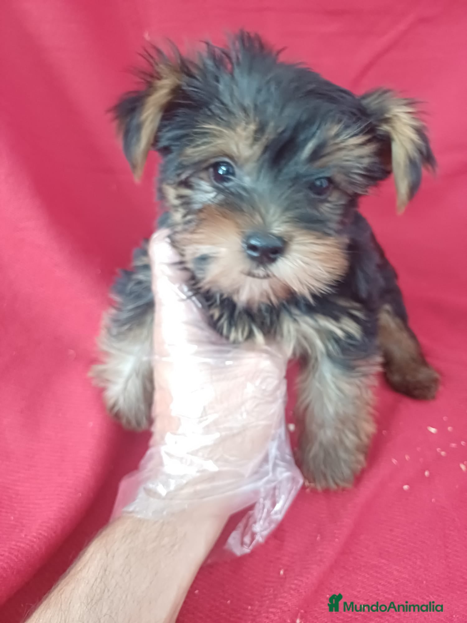 Yorkshire Terrier perros Yorkshire Terrier Standar  - Anuncio 10