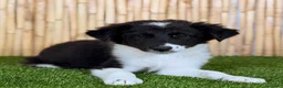 Border Collie perros en venta: BORDER COLLIE en Valencia - Anuncio 2
