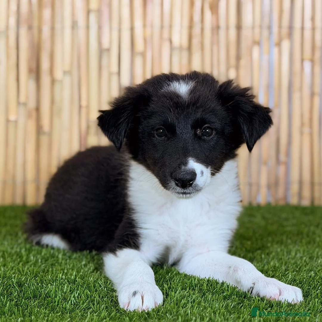 Border Collie perros en venta: BORDER COLLIE en Valencia - Anuncio 2