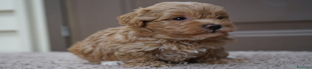YUKI