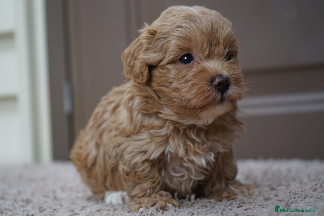 Maltipoo perros en venta: 🐾 PEQUEÑAS Y AMOROSAS MALTIPOO 🐾 - Imagen 4