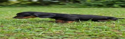 Teckel Miniatura perros en venta: Teckel Miniatura - Anuncio 4