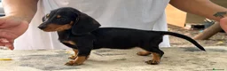 Teckel Miniatura perros en venta: Teckel mini  - Anuncio 4