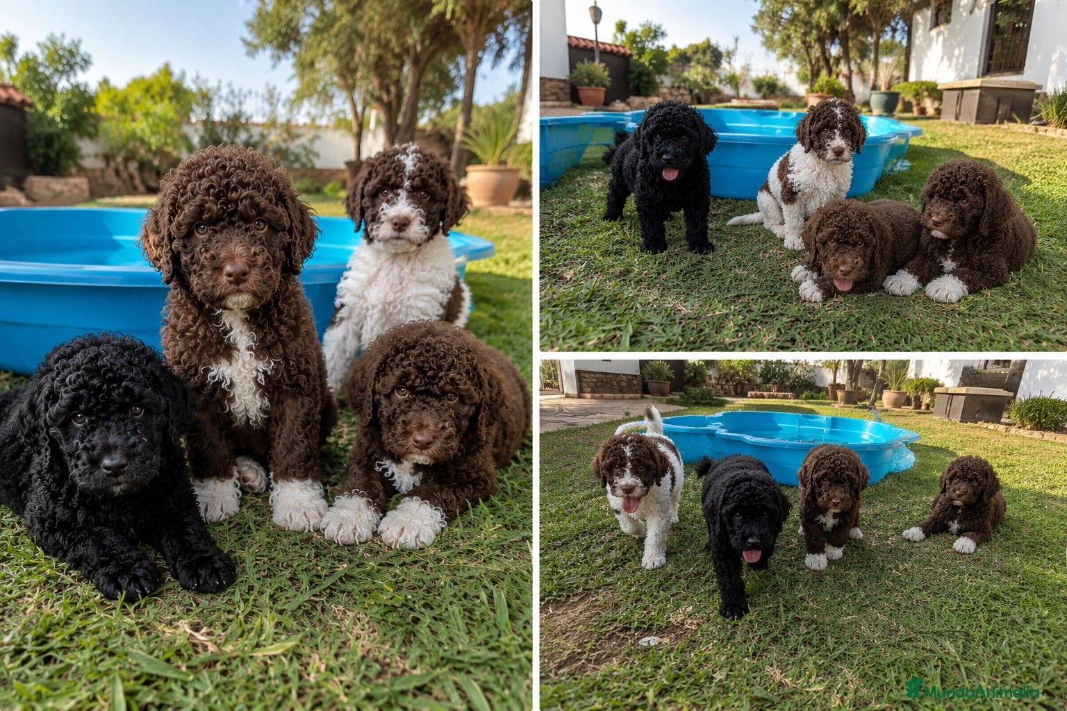 Perro de Agua Español perros PERRO DE AGUA - MURCIA  - Anuncio 3