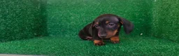 Teckel Miniatura perros en venta: Teckel miniatura  - Anuncio 14