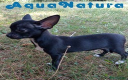 Chihuahua perros en venta:  Chihuahua Macho de Pam y Manchitas AQUANATURA - Imagen 2