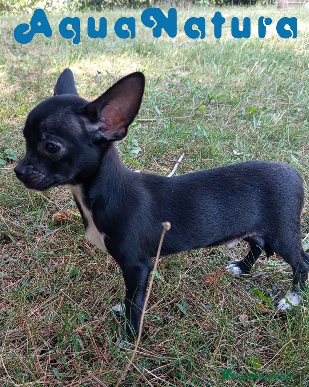 Chihuahua perros en venta:  Chihuahua Macho de Pam y Manchitas AQUANATURA - Imagen 2