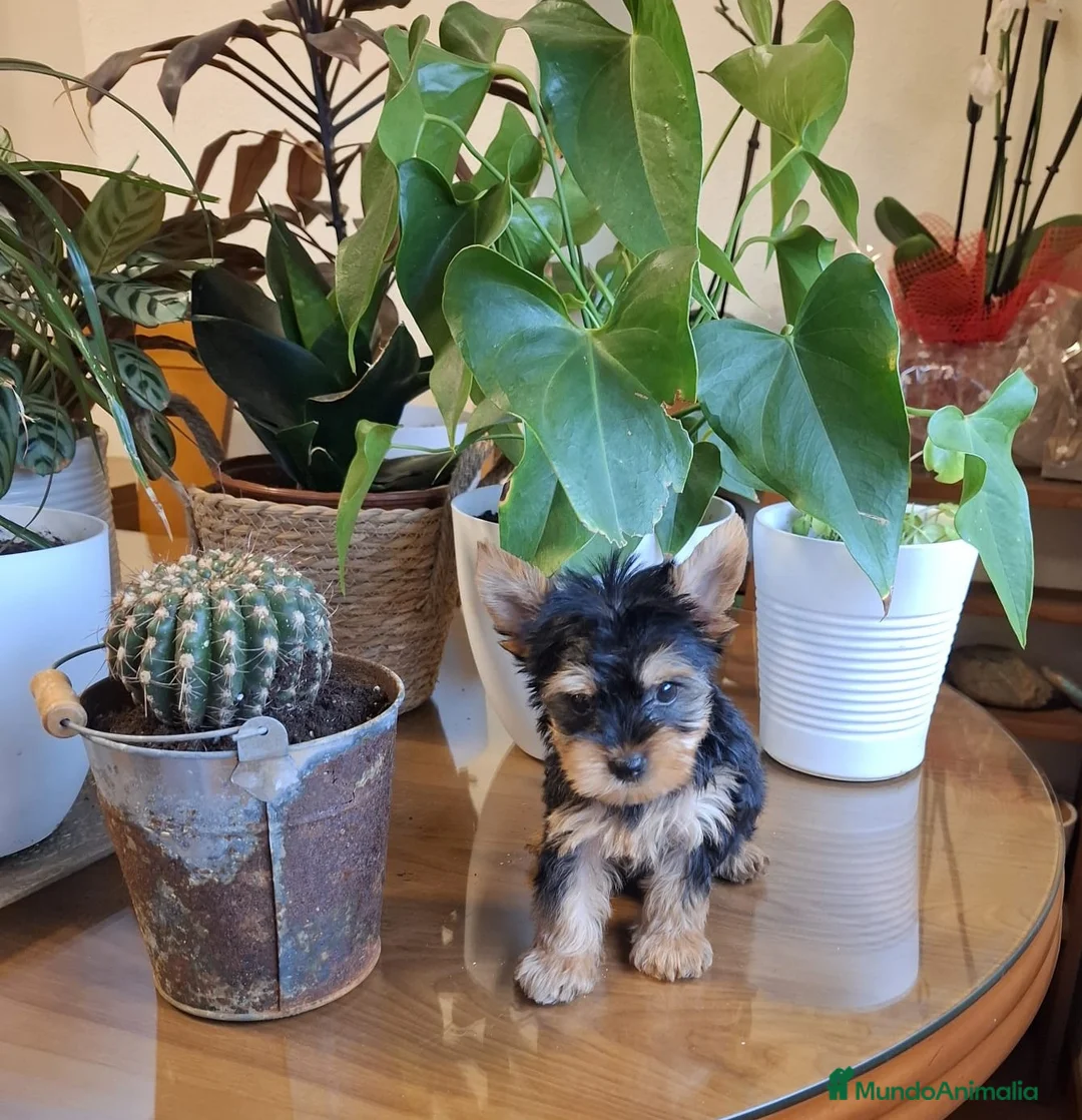 Yorkshire Terrier perros en venta: Yorkshire  en Barcelona - Anuncio 5