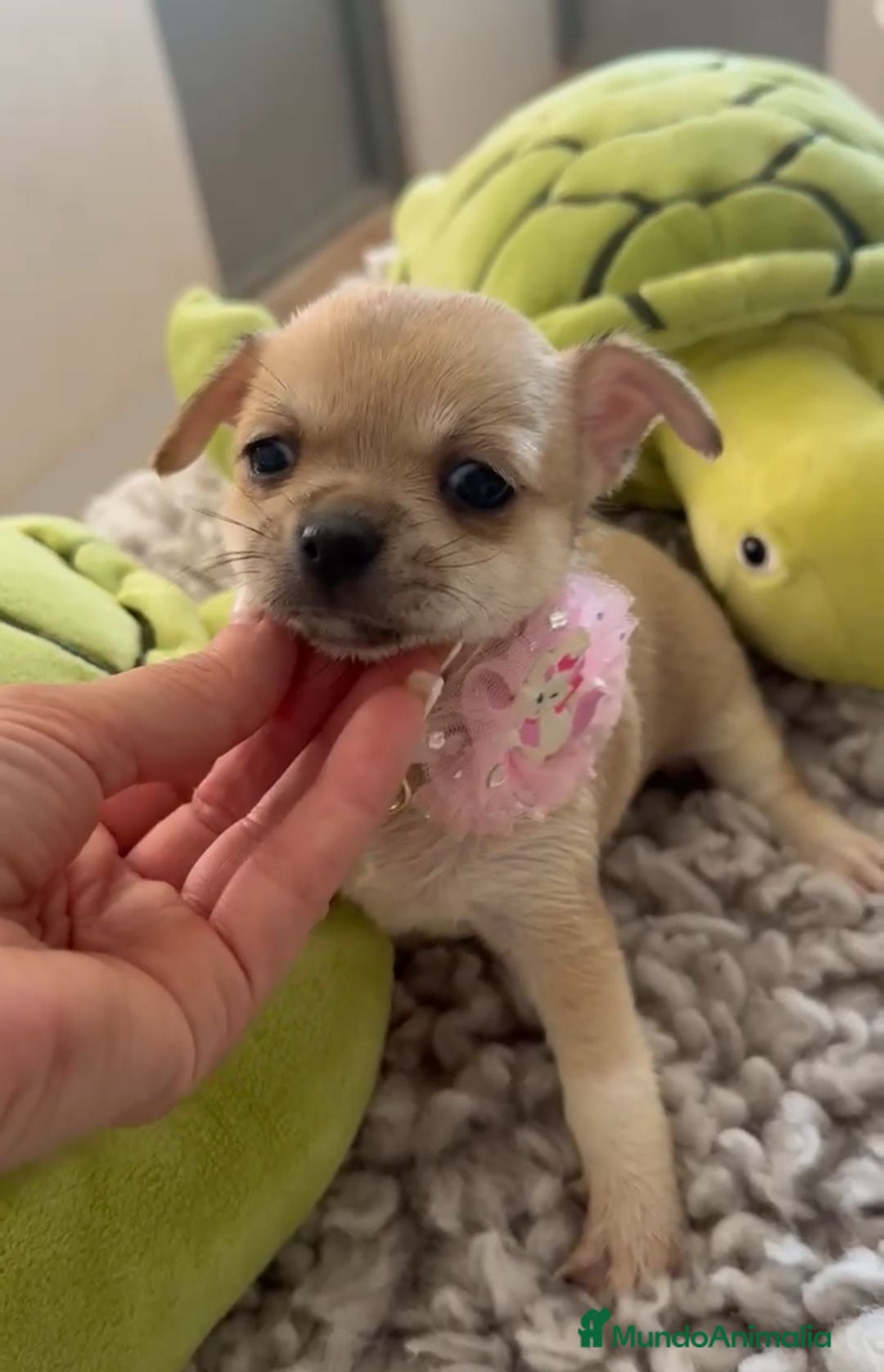 Chihuahua perros Chihuahuas mini - Anuncio 1