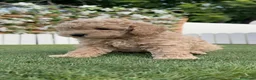 Caniche Enano perros en venta: CANICHE ENANO - Anuncio 18