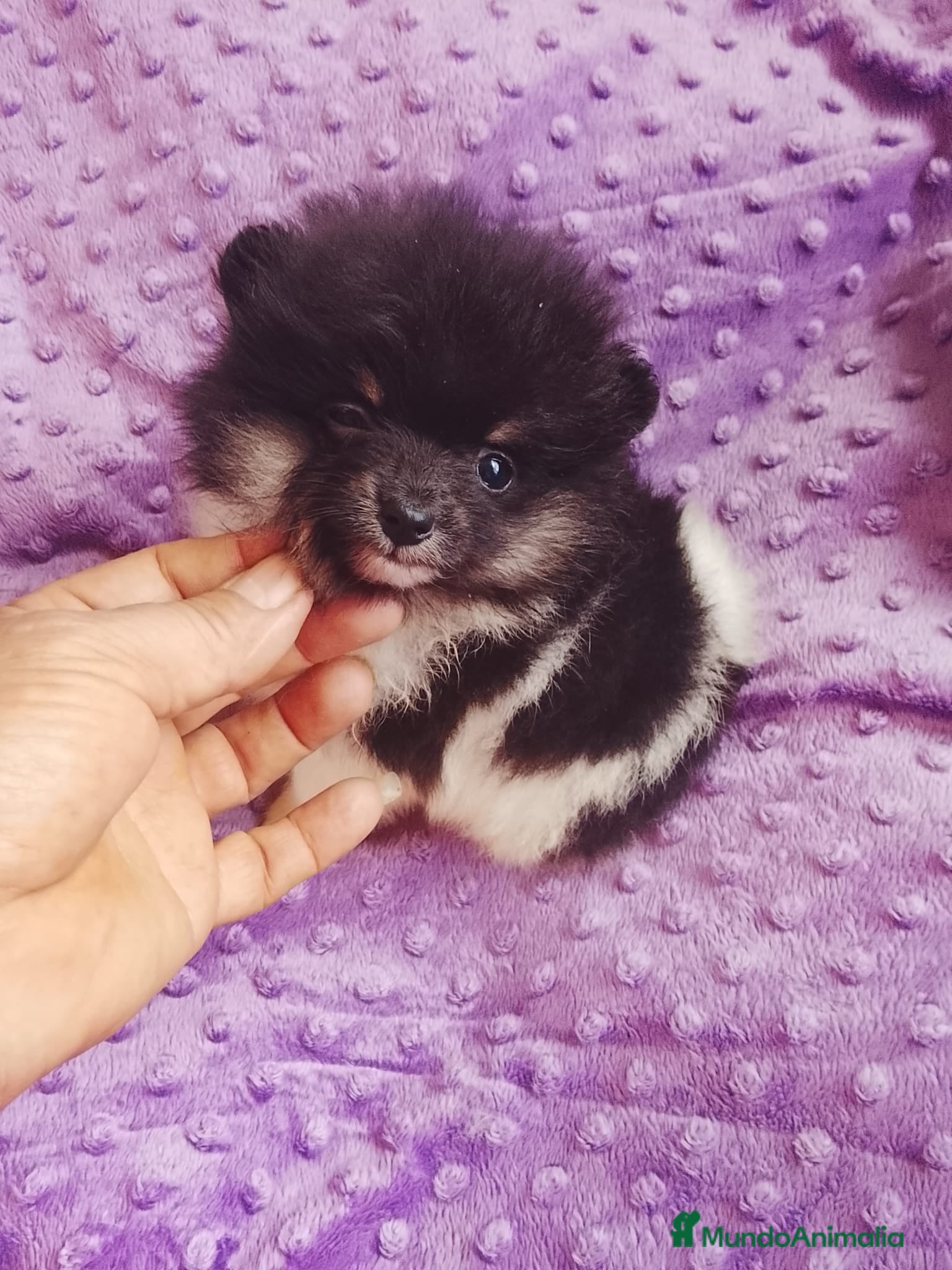 Pomerania perros Pomerania  - Anuncio 1