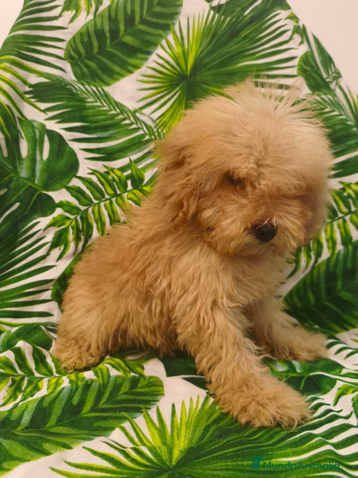 Caniche Toy perros OPORTUNIDAD  - Anuncio 1