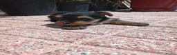 Yorkshire Terrier perros en venta: Cachorr@s yorkshire terrier  - Anuncio 3