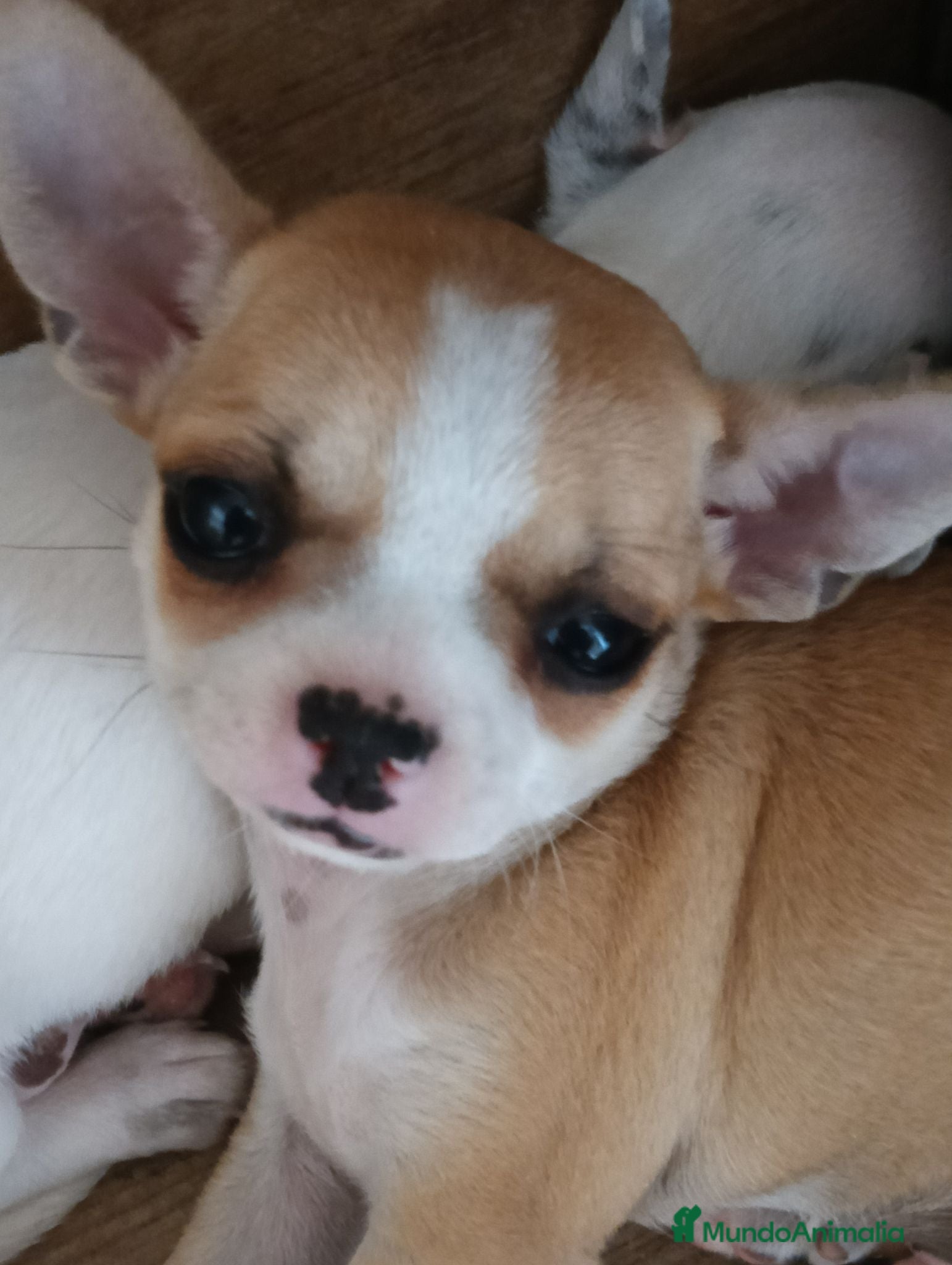 Chihuahua perros Chihuahua toy  - Anuncio 2