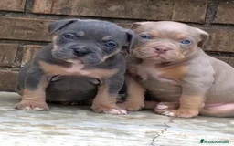 American Pit Bull Terrier perros en venta: AMERICAN PITBULL CACHORROS , CRIADOR PROFESIONAL  - Imagen 1