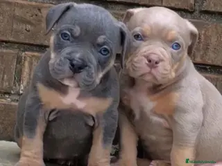 American Pit Bull Terrier perros AMERICAN PITBULL CACHORROS , CRIADOR PROFESIONAL - Anuncio 13