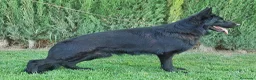 Pastor Alemán perros en venta: Pastor aleman negro - Anuncio 2