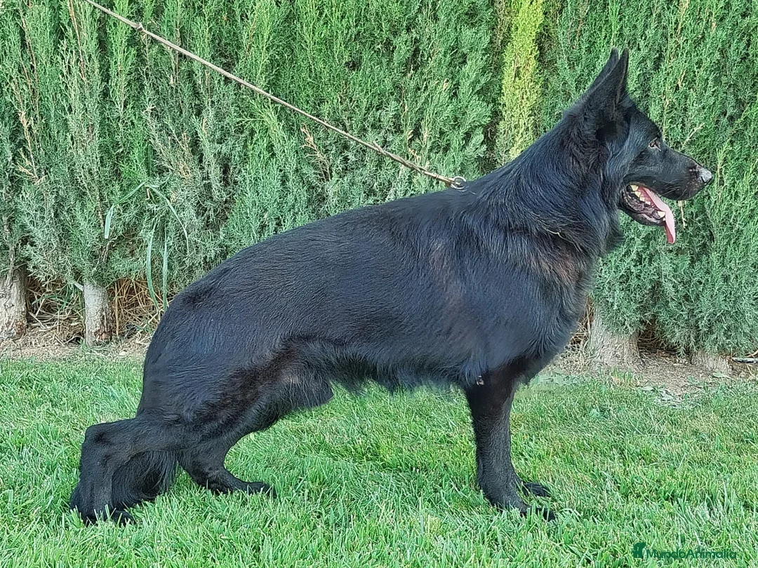 Pastor Alemán perros en venta: Pastor aleman negro - Anuncio 2