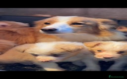 Border Collie perros en venta: Border collie rojo australiano  - Imagen 8