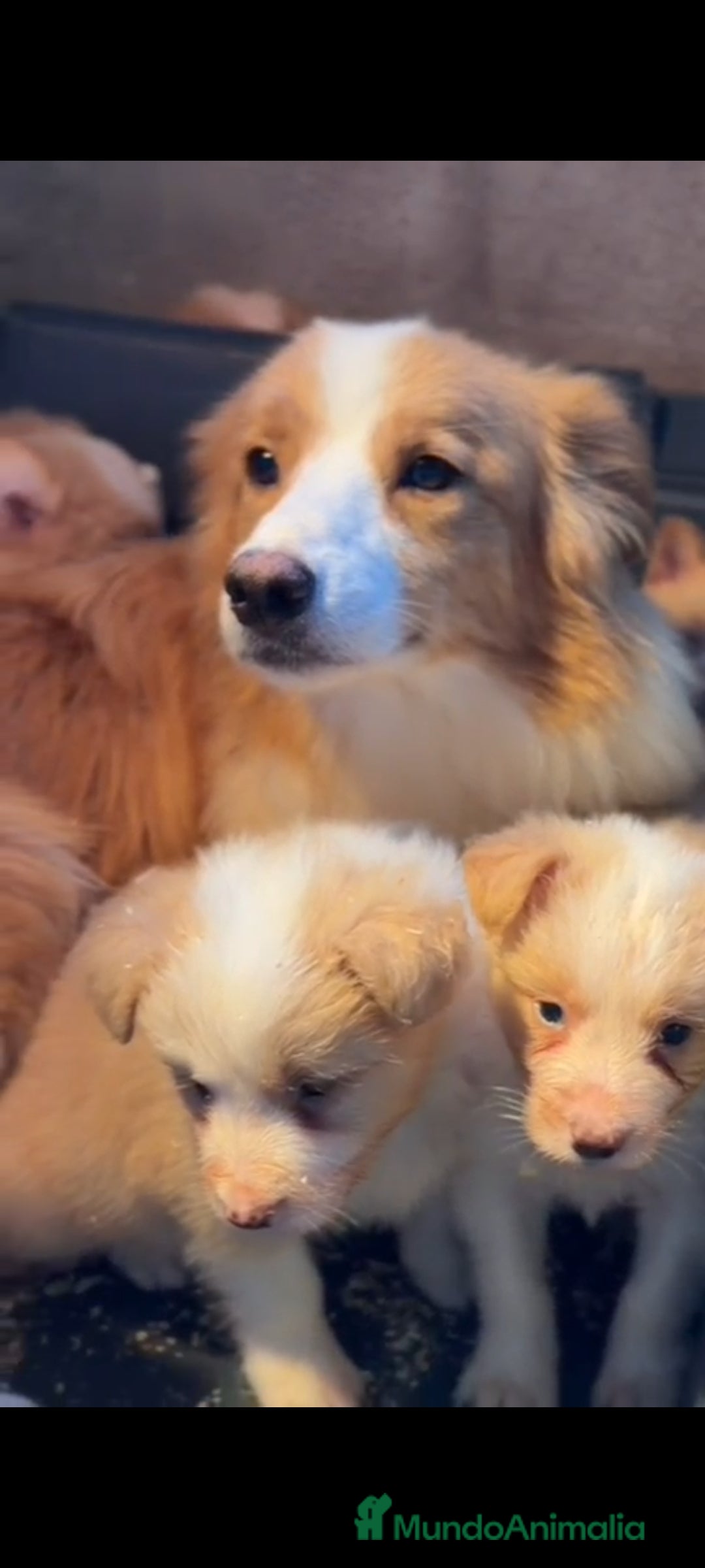 Border Collie perros en venta: Border collie rojo australiano  - Imagen 8