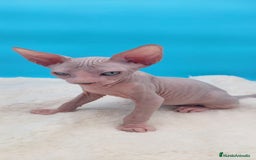 Sphynx gatos en venta: Machito ojos claros  - Imagen 4