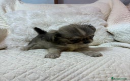 Chihuahua perros en venta: Chihuahua toy pelo largo  - Imagen 6