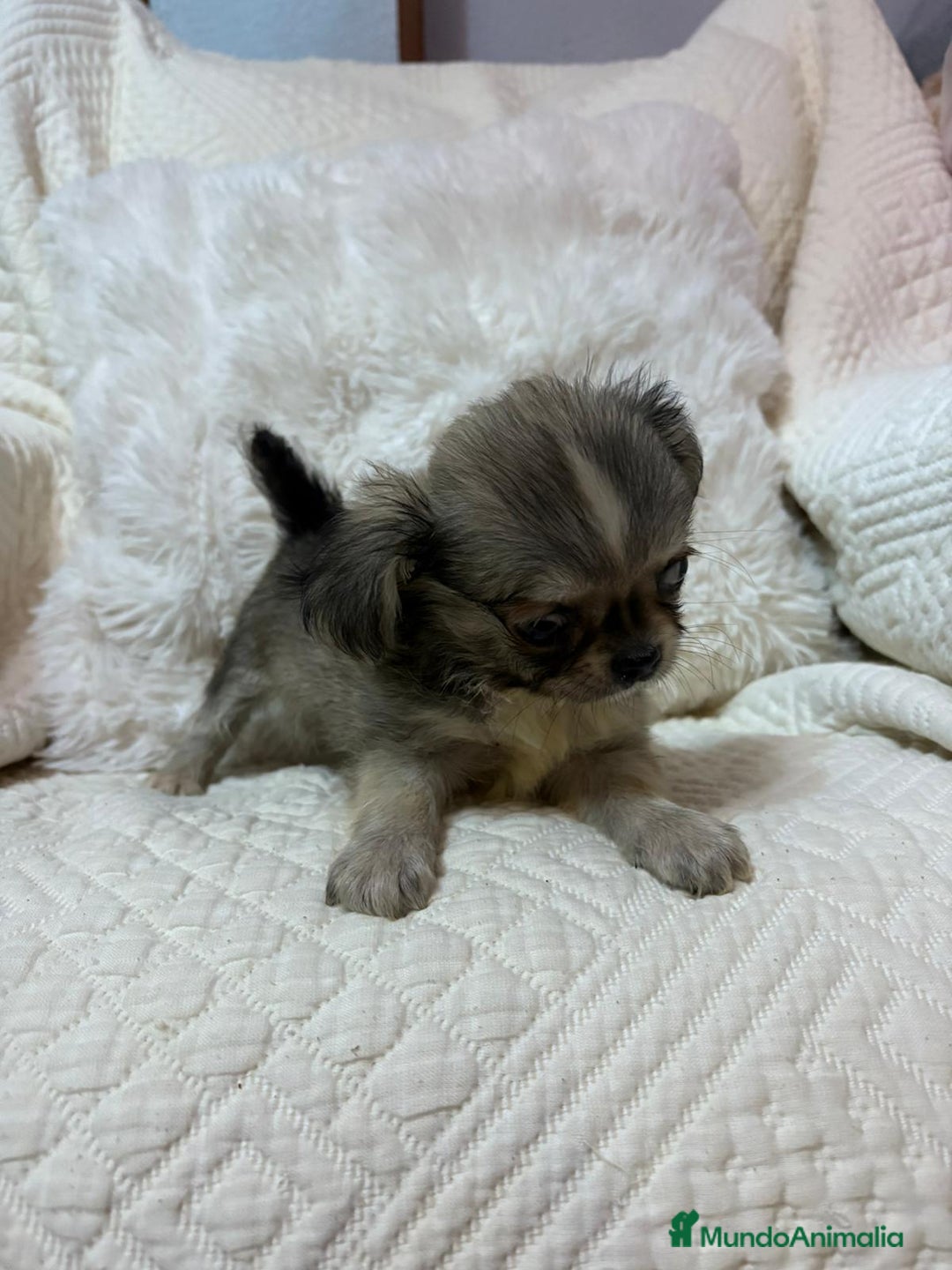 Chihuahua perros en venta: Chihuahua toy pelo largo  - Imagen 6