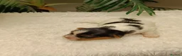 Yorkshire Terrier perros en venta: YORKSHIRE BIEWER HEMBRAS - Anuncio 4