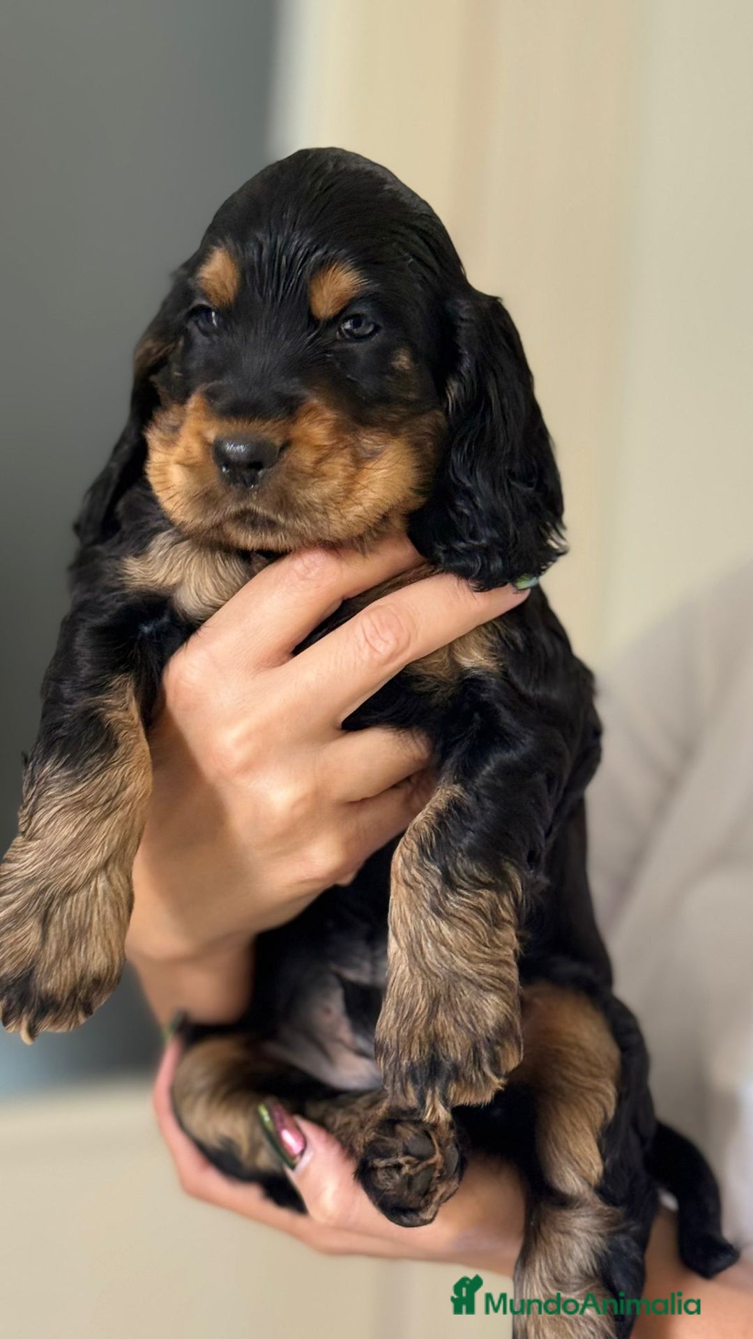 Cocker Spaniel Americano perros en venta: Cocker spanier black tan y negro - Imagen 3