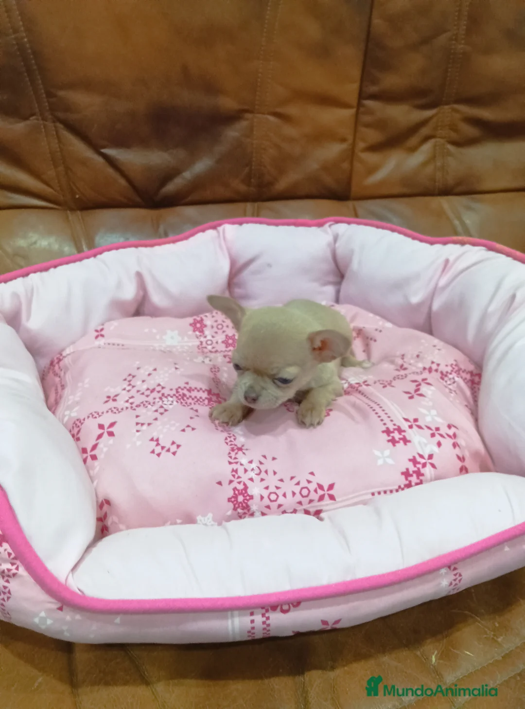 Chihuahua perros en venta: CHIHUAHUA toy  - Anuncio 8