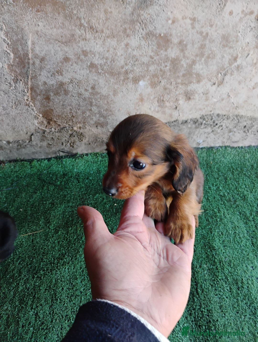 Teckel Miniatura perros en venta: Cachorro macho teckel  - Anuncio 6