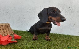 Teckel perros en venta: Preciosos TECKEL  - Imagen 6