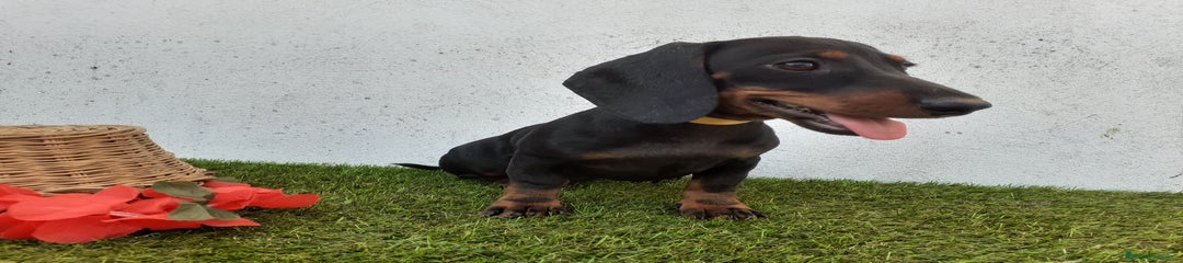 Teckel Cachorro 3