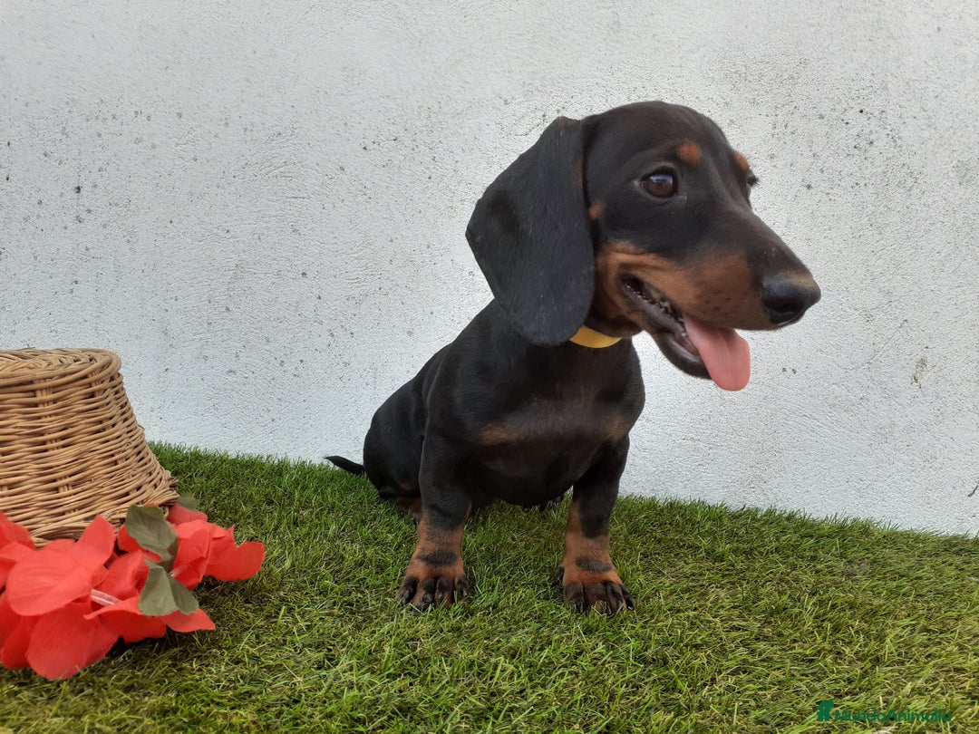 Teckel perros en venta: Preciosos TECKEL  - Imagen 6