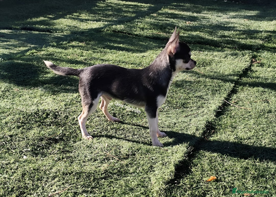 Chihuahua perros en venta: Chihuhuas - Imagen 6