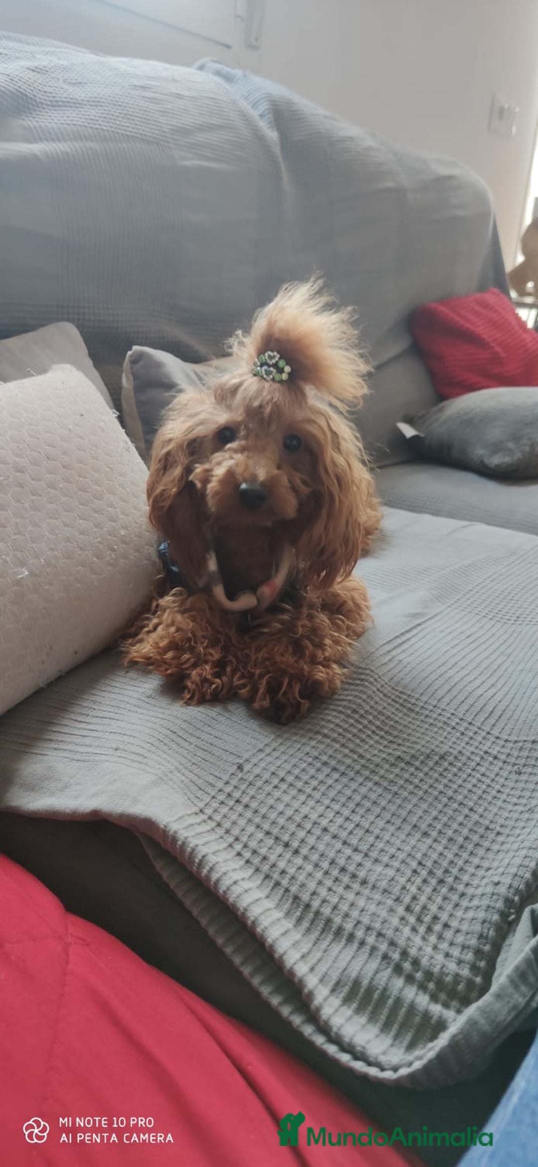 Caniche Toy perros en venta: Caniche toy - Anuncio 3