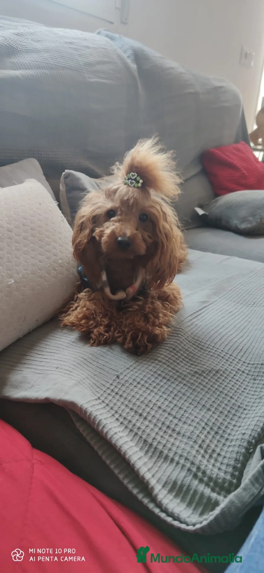 Caniche Toy perros en venta: Caniche toy - Anuncio 3