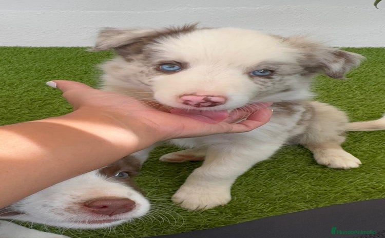 Border Collie perros - Anuncio 4