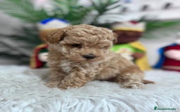 Caniche Toy perros en venta: CANICHE TOY - Anuncio 3