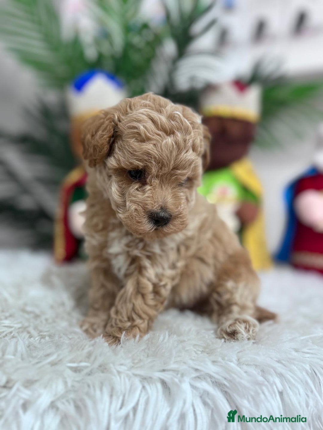 Caniche Toy perros en venta: CANICHE TOY - Anuncio 3