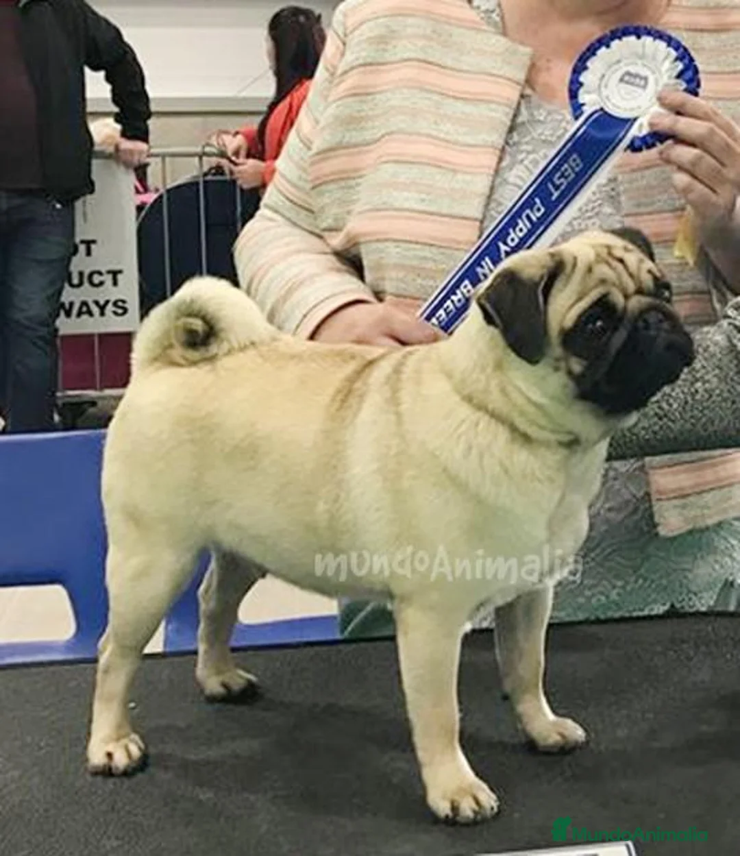 Imagen de galería {{count}}