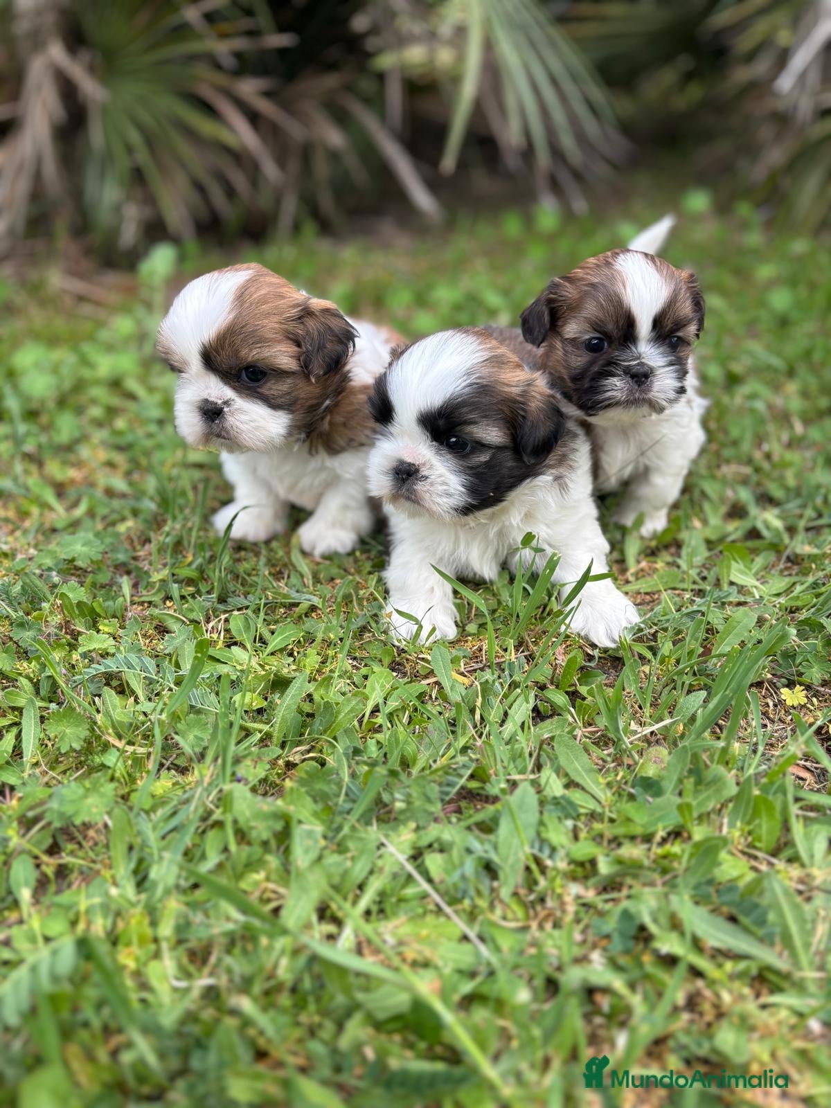 Shih Tzu perros en venta: Shit tzu machos y hembras listos para entregar. - Anuncio 3
