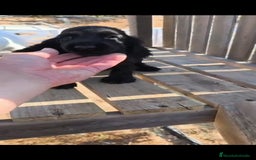 Cocker Spaniel Inglés perros en venta: Cocker spaniel ingles - Imagen 4