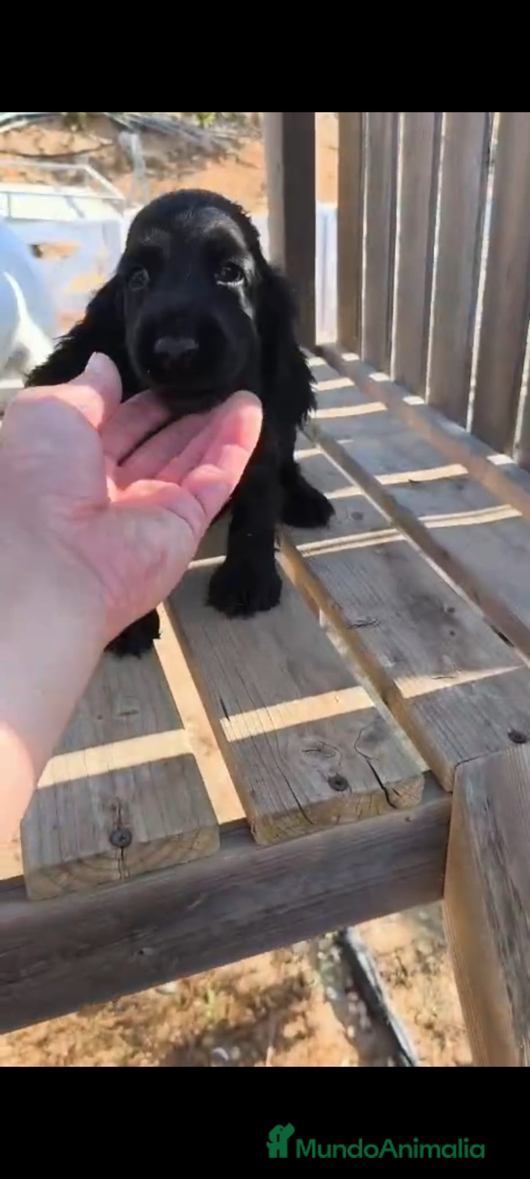 Cocker Spaniel Inglés perros en venta: Cocker spaniel ingles - Imagen 4