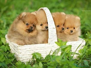 Pomerania perros POMERANIAS SUPER MINIATURAS en Málaga - Anuncio 2