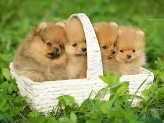 Pomerania perros POMERANIAS SUPER MINIATURAS en Málaga - Anuncio 36