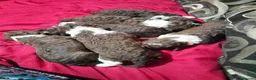 Perro de Agua Español perros en venta: Machos bicolor  - Anuncio 6