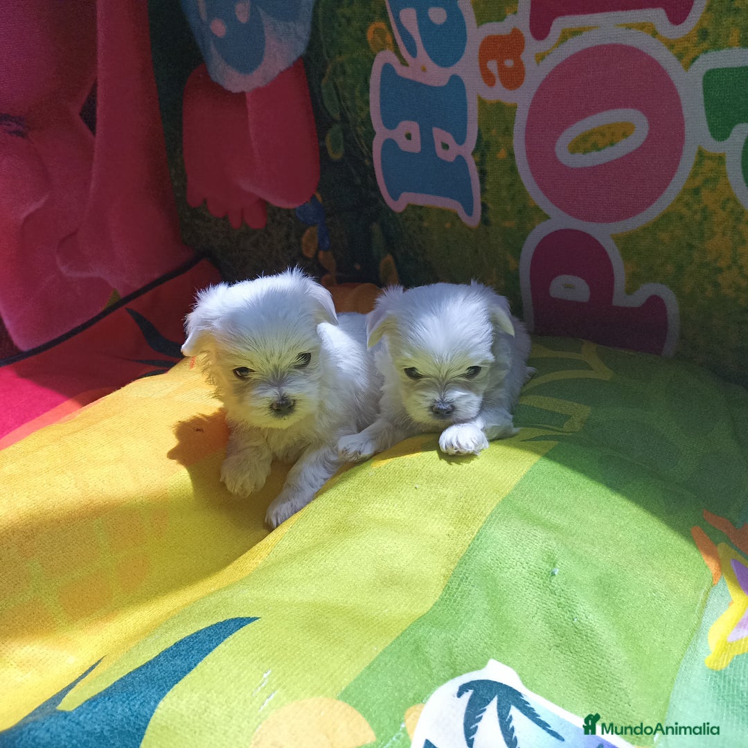 Bichón Maltés perros en venta: Bichón maltés  - Imagen 2