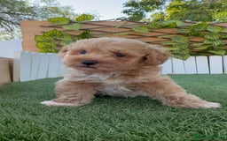 Caniche Toy perros en venta: CANICHE TOY MACHO - Imagen 4
